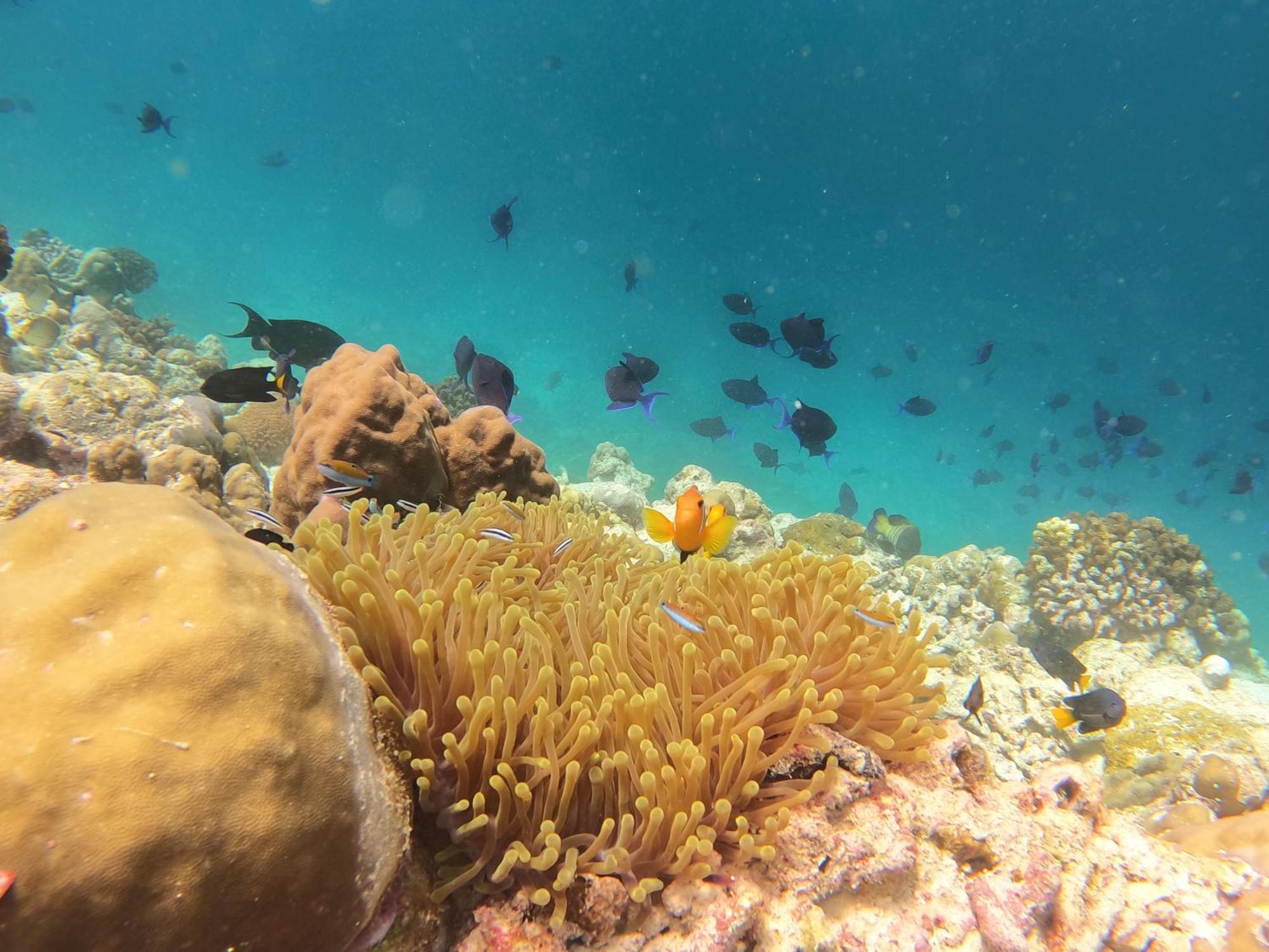 Kamadhoo Inn Dış mekan fotoğraf