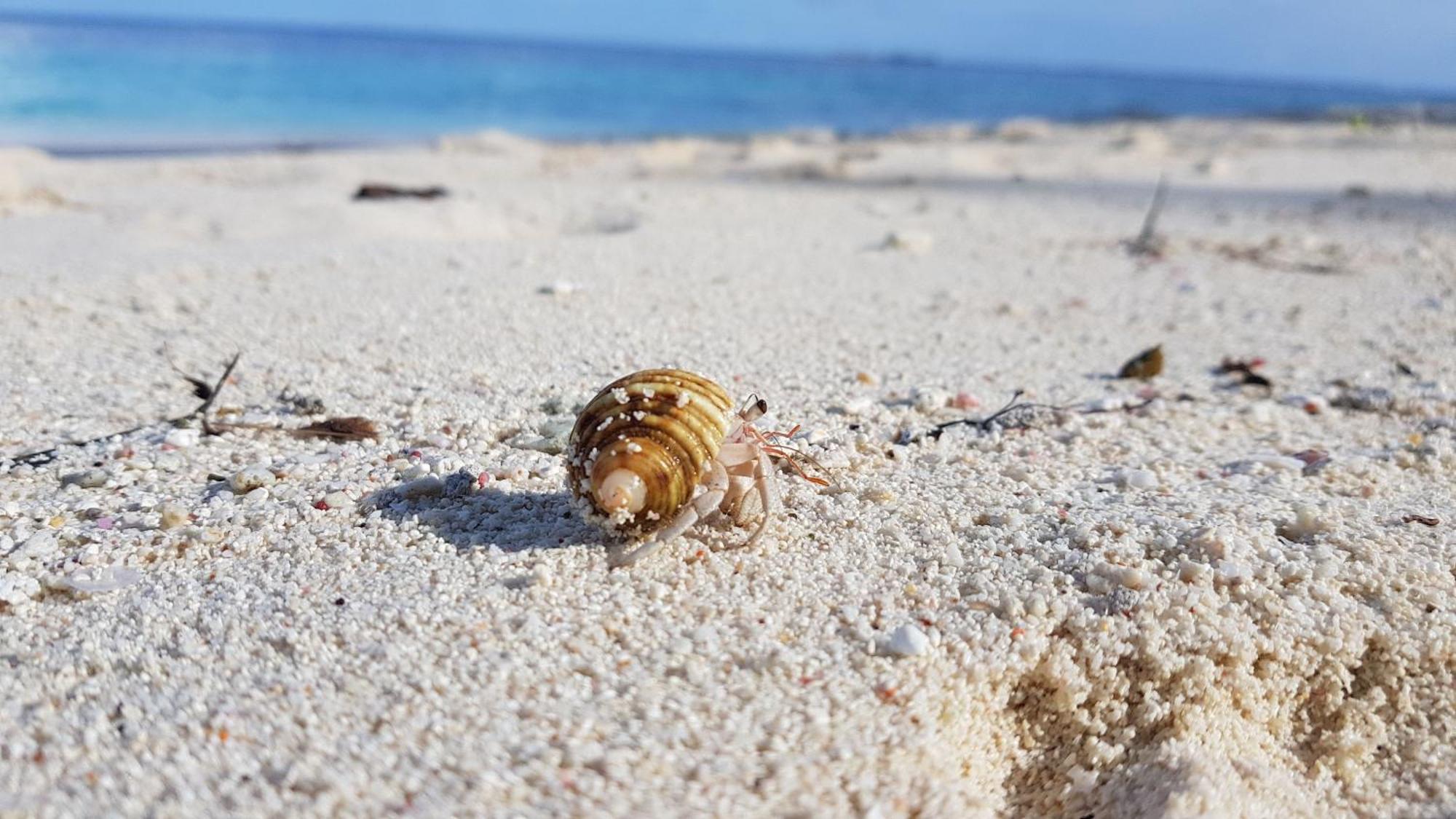 Kamadhoo Inn Dış mekan fotoğraf